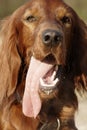Irish setter 3 Royalty Free Stock Photo