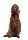 Irish Setter (3 years) Royalty Free Stock Photo