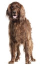 Irish Setter, 5 years old, panting Royalty Free Stock Photo