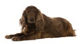 Irish setter, 8 years old, lying Royalty Free Stock Photo