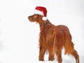 Irish Setter with Christmas hat in snow