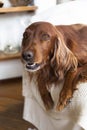 Irish Setter on a couch looking at camera Royalty Free Stock Photo