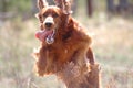 Irish setter dog Royalty Free Stock Photo