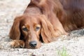 Irish setter dog Royalty Free Stock Photo