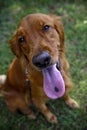 Irish setter dog