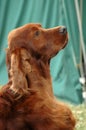 Irish Setter dog Royalty Free Stock Photo