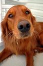 Irish setter dog Royalty Free Stock Photo