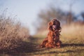 Irish setter dog brown nature wallpaper animals pets friend dogs love