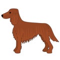 Irish Setter Dog