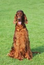 Irish setter dog portrait Royalty Free Stock Photo