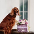 Irish setter dog portrait with a basket of flowers Royalty Free Stock Photo