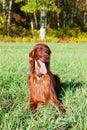 Irish Setter dog