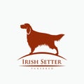 Irish setter dog - vector illustration Royalty Free Stock Photo