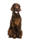 Irish Setter in front of a white background Royalty Free Stock Photo