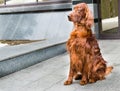 Irish Setter haunches. Royalty Free Stock Photo
