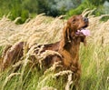 Irish Setter in high grass.