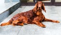 Irish Setter lying. Royalty Free Stock Photo