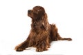 Irish Setter lying on white background Royalty Free Stock Photo