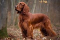 Irish Setter - Originating from Ireland (Generative AI) Royalty Free Stock Photo