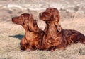 Irish Setter pair Royalty Free Stock Photo