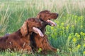 Irish Setter pair Royalty Free Stock Photo