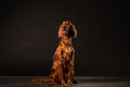 Irish Setter panting studio shot Royalty Free Stock Photo