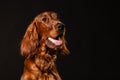 Irish Setter panting studio shot Royalty Free Stock Photo