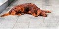 Irish Setter prostrate. Royalty Free Stock Photo