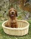 Irish setter puppy in a basket