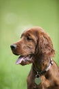 Irish Setter puppy head