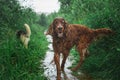 Irish setter red Dog in the field in the rain