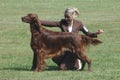 Irish setter set to go Royalty Free Stock Photo