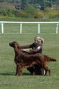 Irish setter set to go Royalty Free Stock Photo