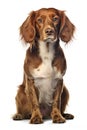 Irish setter sitting in front of white background and looking at camera Royalty Free Stock Photo