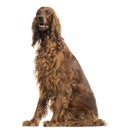 Irish Setter sitting, panting, isolated Royalty Free Stock Photo