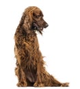 Irish Setter sitting, panting, isolated Royalty Free Stock Photo