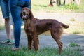 Irish setter stay on a road. Hunting dog. Royalty Free Stock Photo