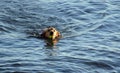 Irish Setter swimming in ocean with ball in mouth.