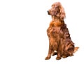 Irish Setter on white. Royalty Free Stock Photo