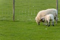 Irish sheep