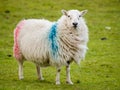 Irish sheep