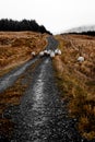 Irish sheep in the Bluestack Mountains in Donegal Ireland