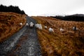 Irish sheep in the Bluestack Mountains in Donegal Ireland
