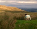 Irish sheep