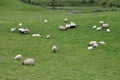 Irish sheep farm, Ireland