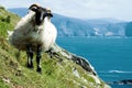 Irish sheep grazing grass on a steep hill. Beautiful landscape scenery with blue sky and ocean in the background. Achill island, Royalty Free Stock Photo