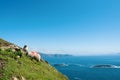 Irish sheep grazing grass on a steep hill. Beautiful landscape scenery with blue sky and ocean in the background. Achill island, Royalty Free Stock Photo