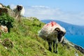 Irish sheep grazing grass on a steep hill. Beautiful landscape scenery with blue sky and ocean in the background. Achill island, Royalty Free Stock Photo