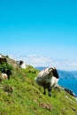 Irish sheep grazing grass on a steep hill. Beautiful landscape scenery with blue sky and ocean in the background. Achill island, Royalty Free Stock Photo