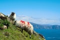 Irish sheep grazing grass on a steep hill. Beautiful landscape scenery with blue sky and ocean in the background. Achill island, Royalty Free Stock Photo